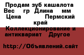 Продам зуб кашалота. Вес 401гр. Длина 255мм. › Цена ­ 8 000 - Пермский край Коллекционирование и антиквариат » Другое   